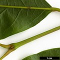 SpeciesSub: var. salweenense